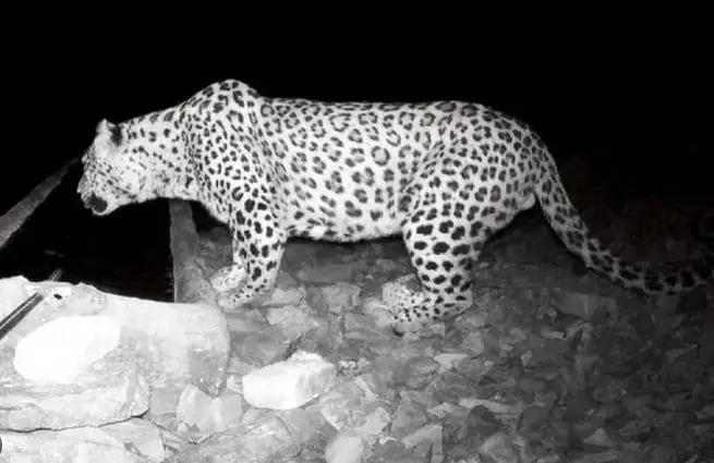 فیلم حضور پلنگ در حیاط خانه‌ یک روستایی در گیلان