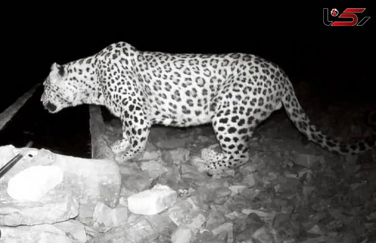 فیلم حضور پلنگ در حیاط خانه‌ یک روستایی در گیلان