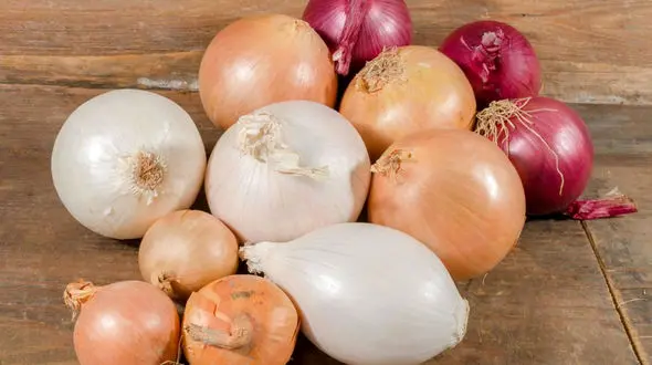 چند واقعیت بامزه درباره‌ پیاز