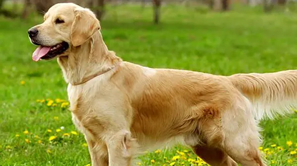 غوغای فیلم این سگ در زلزله ترکیه ! / مدال وفاداری باید بگیرد !