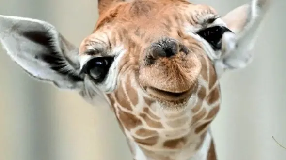 از زرافه بامزه تا درگیری شترمرغ ها