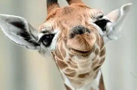 از زرافه بامزه تا درگیری شترمرغ ها