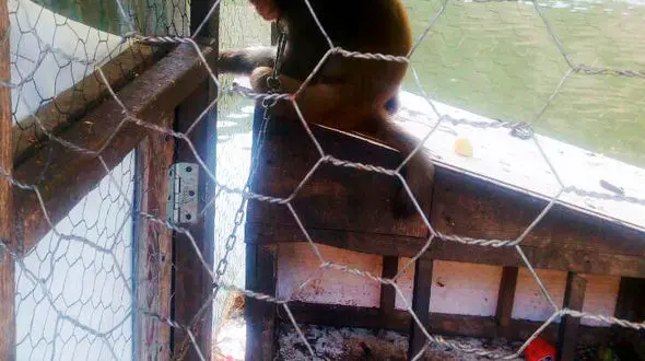 تهدید به قتل خبرنگار تهرانی به دلیل انتشار تصاویر حیوان آزاری!