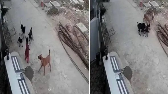 فیلم وحشت آور از حمله سگ های ولگرد به دختر 4 ساله / او در خیابان زمینگیر شد