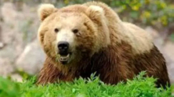 فیلم لحظه حمله خرس وحشی به گردشگران در فومن / فریادهای زن وحشت زده را بشنوید