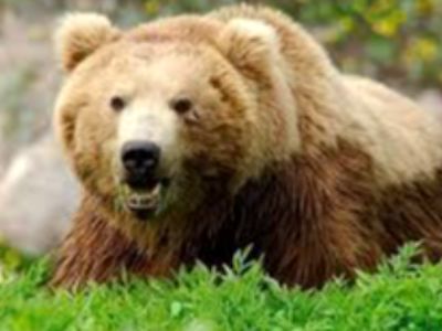 فیلم لحظه حمله خرس وحشی به گردشگران در فومن / فریادهای زن وحشت زده را بشنوید
