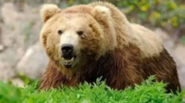 فیلم لحظه حمله خرس وحشی به گردشگران در فومن / فریادهای زن وحشت زده را بشنوید
