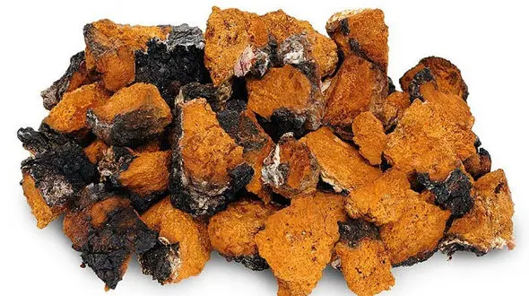 قارچ چاگا دشمن عفونت ها و میکروب ها