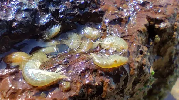 میگوی گاماروس به تالاب نئور بازگشت