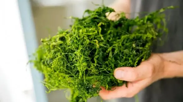 لاغری با پودر جلبک دریایی؛ واقعیت یا شایعه؟