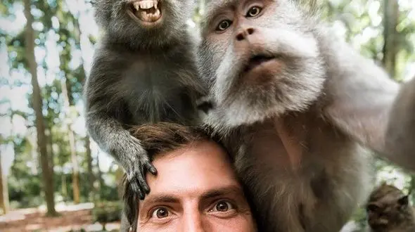 خنده دارترین سلفی میمون ها+ عکس