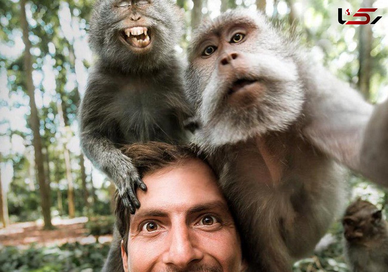 خنده دارترین سلفی میمون ها+ عکس