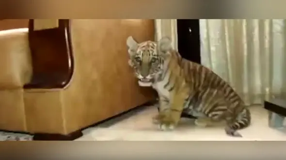 فیلم وحشی ترین حیوانات در ویلا باغ مرد بازداشتی ! / از شیر و خرس تا تمساح !