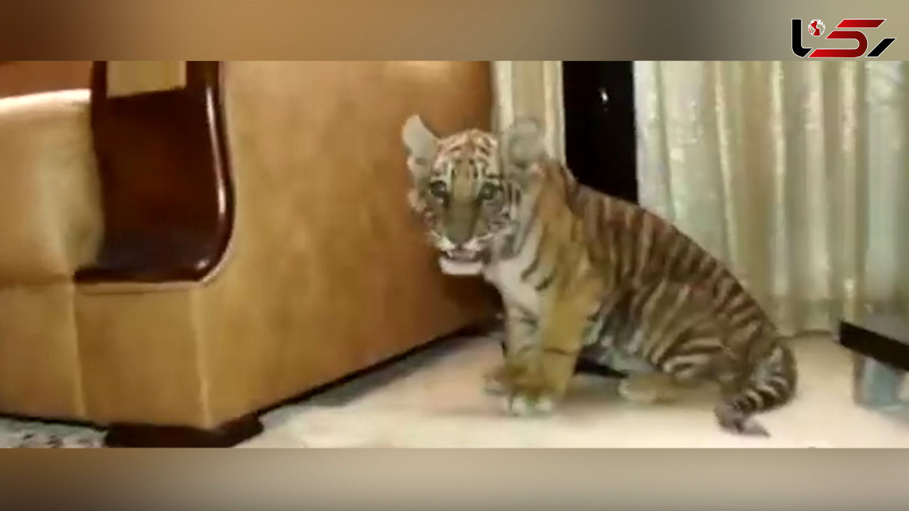 فیلم وحشی ترین حیوانات در ویلا باغ مرد بازداشتی ! / از شیر و خرس تا تمساح !