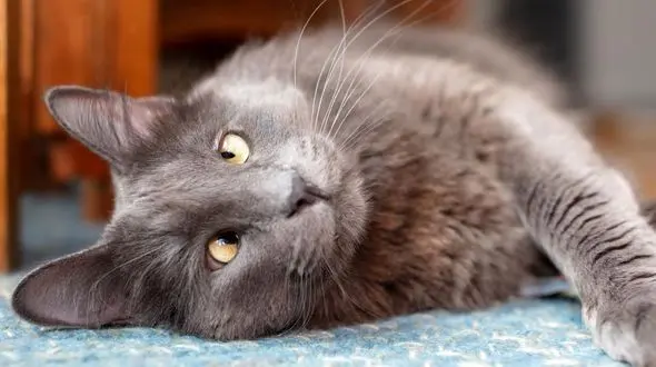 شاخ جدید فضای مجازی را بشناسید ! + عکس