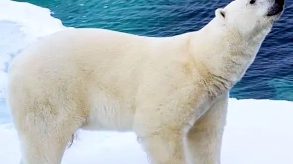 در کمین زندگی / رازهای بقا از دیدگاه شکارچی و شکار