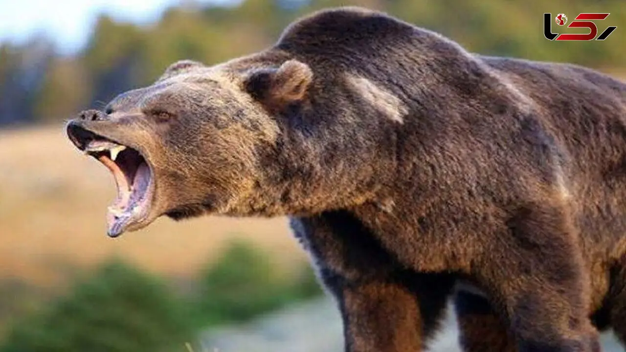 حمله خونین خرس قهوه ای به 3 مرندی ! / خرس الان کجاست ؟!