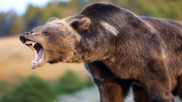 حمله خرس قهوه ای  به 3 روستایی در آذربایجان شرقی + فیلم 