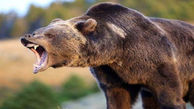 حمله مرگبار خرس جنگل به زن کوهنورد