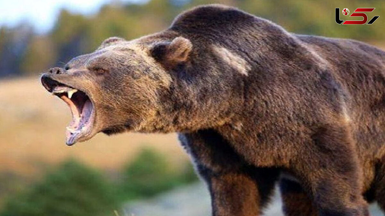حمله خونی خرس قهوه ای به 3 مرندی ! / خرس الان کجاست ؟!