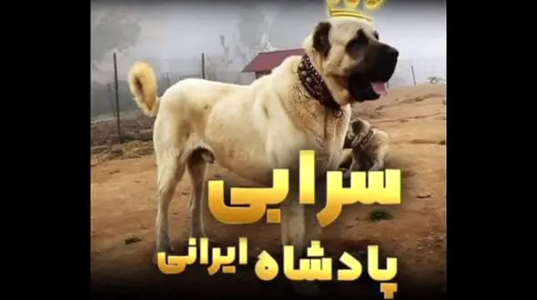  سگ سرابی پادشاه ایرانی/ قوی ترین نژادهای سگ + فیلم
