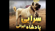  سگ سرابی پادشاه ایرانی/ قوی ترین نژادهای سگ + فیلم