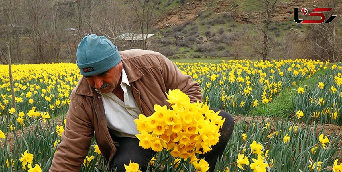 برداشت ۴ میلیون و ۲۰۰ هزار شاخه گل نرگس از کشتزارهای پل‌دختر