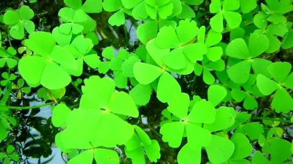 فال آرزو جمعه پایانی سال 1402 / فیلم