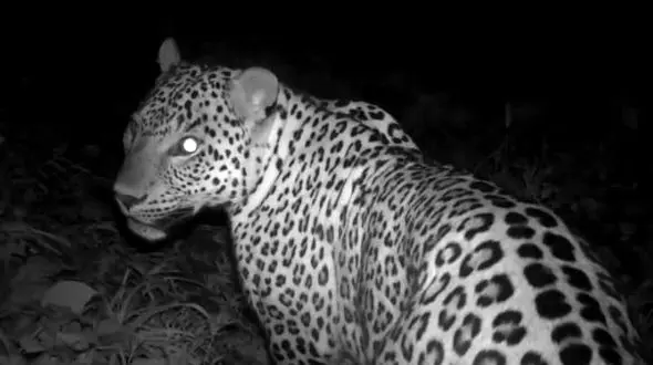 ثبت تصویر پلنگ نر در ارتفاعات املش + فیلم و عکس 