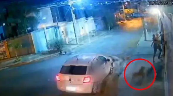 ببینید / نجات دختر بچه توسط پدر پلیس از حمله پیت بول