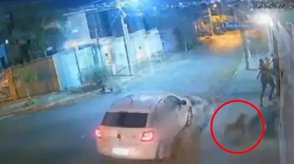 ببینید / نجات دختر بچه توسط پدر پلیس از حمله پیت بول