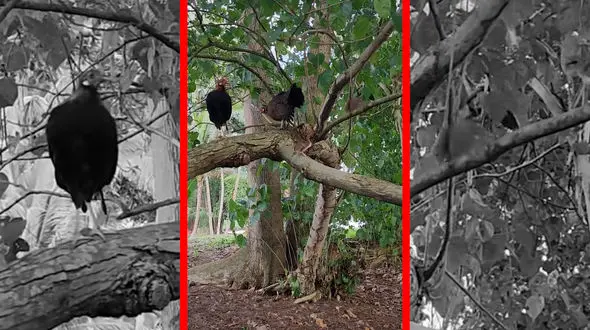 فیلم مرغ و خروس وحشی بومی آسیای جنوب شرقی