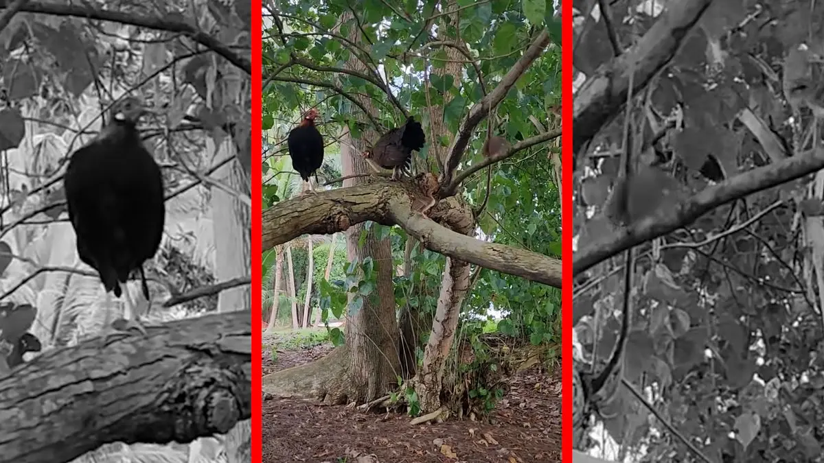 فیلم مرغ و خروس وحشی بومی آسیای جنوب شرقی