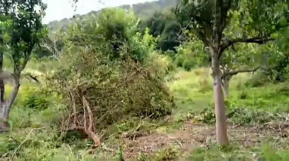 قلع و قمع درختان جنگل چالوس برای تبدیل به ویلا + فیلم