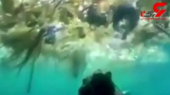 سلفی عجیب و تاسفبار یک غواص با زباله های دریایی+فیلم