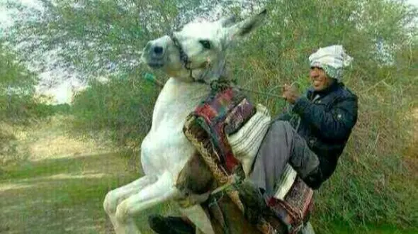 خلاقیت خنده‌دار چوپان ایرانی در ترکیب صندلی پراید و الاغ جهانی شد/ حالا بده 6