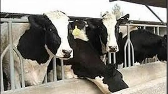 رشد بی سابقه ۹۹۰۰ درصدی ثبت‌سفارش گاو به نسبت سال گذشته 