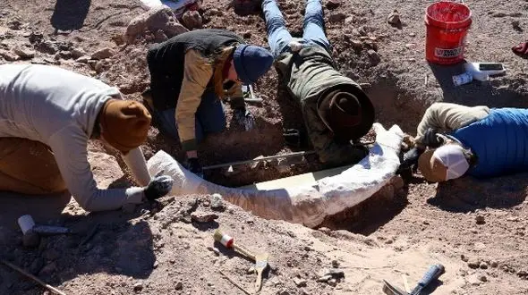 گنج نفیس به شکل کنده درخت بود / همه حیرت کردند 