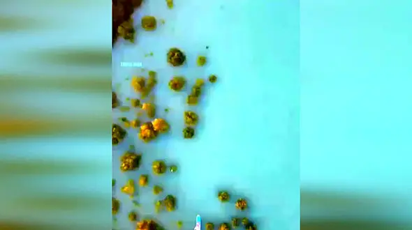 در عجیب‌ترین جنگل ایران قدم بزنیم + فیلم