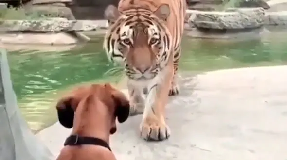 لحظه رویارویی پلنگ و سگ + فیلم