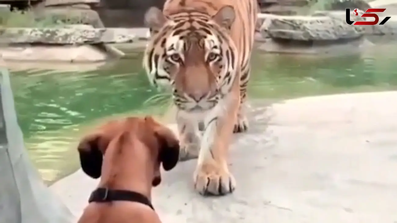 لحظه رویارویی پلنگ و سگ + فیلم