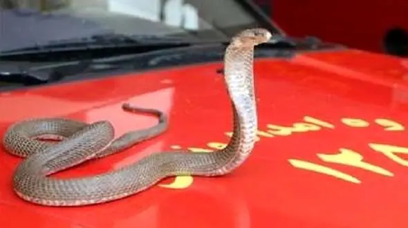 وحشت از  مار در پلدختر