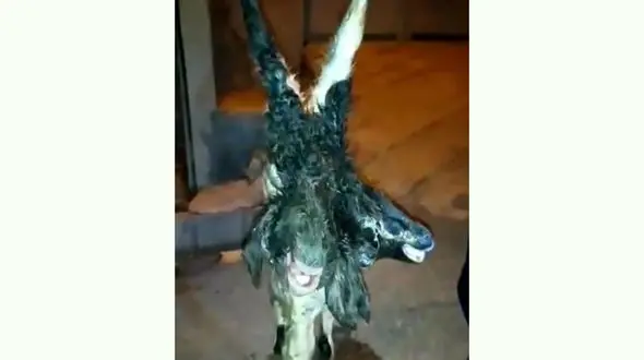 عکس / این گوسفند 2 سر دارد / در ایلام مشاهده شد