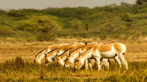 این 5 گور خر را دیده اید؟ / آنها از قرنطینه فرار کرده اند! + عکس 