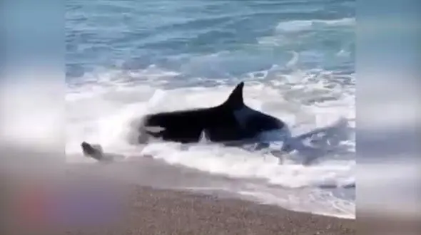 فیلم حمله نهنگ قاتل برای شکار در خشکی + فیلم