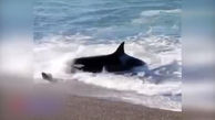 فیلم حمله نهنگ قاتل برای شکار در خشکی + فیلم