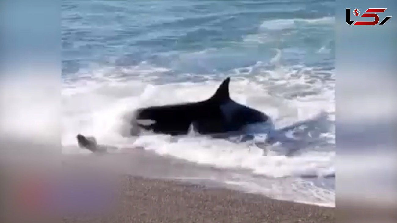 فیلم حمله نهنگ قاتل برای شکار در خشکی + فیلم