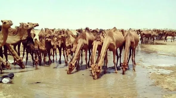 تالاب جازموریان یک قدم مانده به خشک شدن کامل / مطالبه مردم کرمان از رئیس جمهور + فیلم 