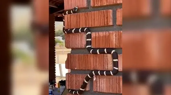 ببینید / مار بازی در دنیای واقعی + فیلم