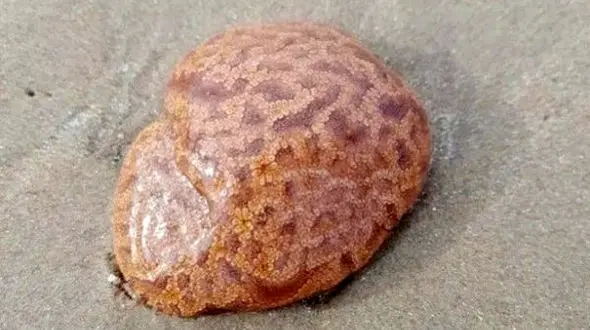 کشف موجودی شبیه مغز انسان در استرالیا + عکس